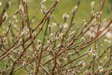 magnolia buds are preparing to bloom