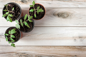 Fototapeta na wymiar Tomato seedlings in pots. Copyspace. Flatlay. Agriculture concept.