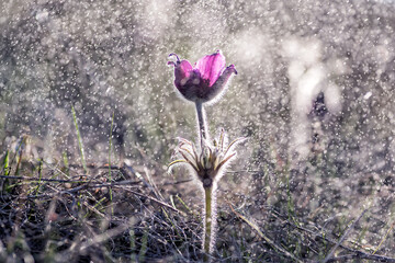 Delicate spring flowers dream-grass on a meadow on a sunny day and sparkling drops and bokeh. Soft...