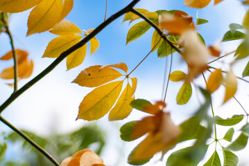 autumn leaves in the sun