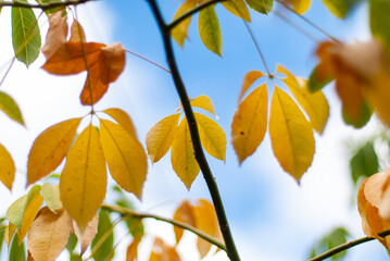 autumn leaves against blue sky