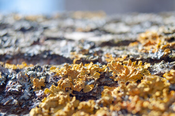 Macro texture wooden surface with yellow lichen