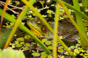 Green Frog Through the Grass