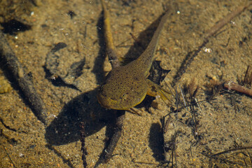 Tadpole in a Pond