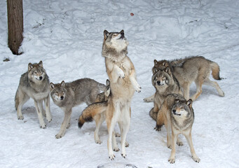 a Pack of wolves