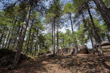 Forest of Austrian pine tree, Pinus nigra. Photo taken in the Enchanted City of Cuenca, Spain