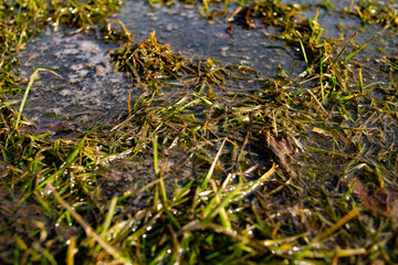 Environmental pollution by waste and dirty soapy liquids of grass and vegetation. Fuel in the center of the polluted area. Soil pollution. 