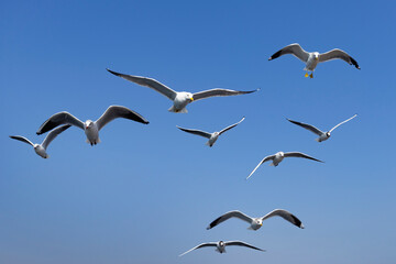 Obraz premium Turkey. Istanbul. Gulls. Birds fly behind a ferry on the Bosphorus Strait.