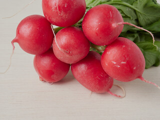 Bunch of organic red radishes with green leaves in one line on a gray background. Freshly harvested spring red radish. Growing radish. Fresh red radish