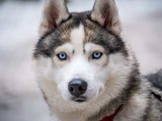 Close up blue-eyed Gray Adult Siberian Husky Dog portrait. color