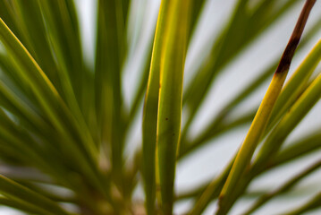 close up of palm leaf