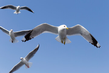 Turkey. Istanbul. Gulls. Birds fly behind a ferry on the Bosphorus Strait.