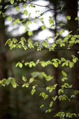 Feuillage forêt arbre - nature arrière-plan feuille verte printemps humide