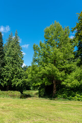 Landscape garden and Lütetsburg Castle Park in Lütetsburg