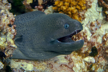 Fototapeta na wymiar The head of a giant Moray eel that opened its mouth with sharp teeth.