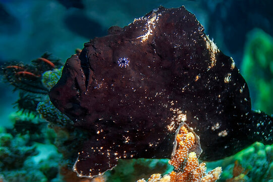 Black frogfish crawling on the coral. . Underwater photography, Philippines.