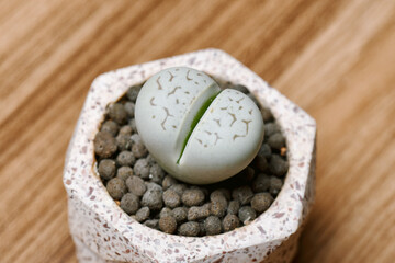 Lithops (Dinteranthus) is cactus or succulent plants in desert, As known as living stones, Indoor small plant for hobby and decoration.