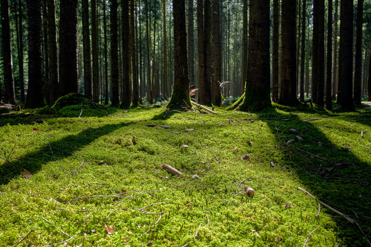 Moos, bemooster Waldboden