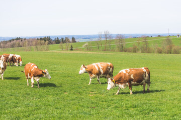 Fototapeta na wymiar Organic farming in Austria: Cows are grazing on the meadow, spring time