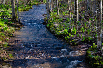 634-15 Otter Creek & Skunk Cabbage