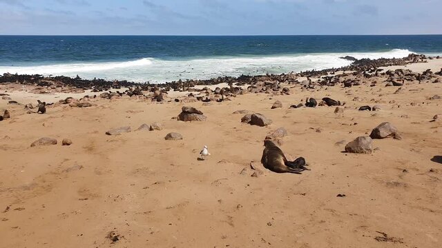 Cape Cross Seal Reserve in the South Atlantic in the Skeleton Coast, Namib desert, western Namibia. Home to one of the largest colonies of Cape fur seals in the world.