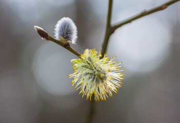 Closeup of two willow-catkins (pussy willows) on a branch - one flowering yellow catkin and one - small and white.
