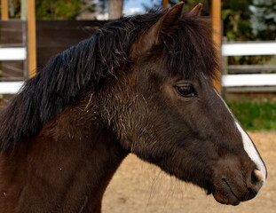 Closeup on the head of a young, dark brown horse still growing, with a frizzy mane.