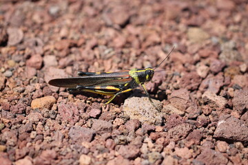 Painted Grasshopper from galapagos (Poekilocerus pictus)