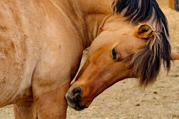 A light brown horse grooming itself while leaning its head down to nibble at an itch on its front...