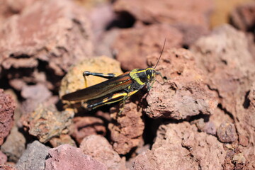 Painted Grasshopper from galapagos (Poekilocerus pictus)
