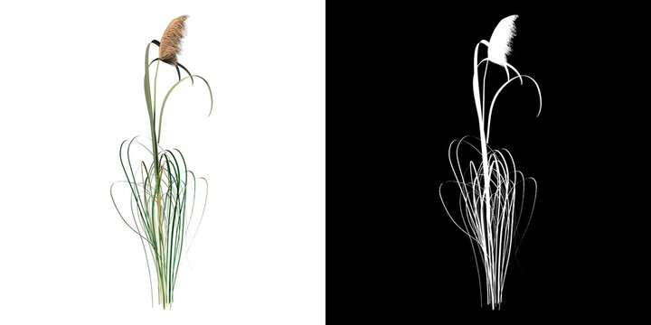 Front View Of Plant (Cortaderia Selloana Pampas Grass 1) Tree Png With Alpha Channel To Cutout Made With 3D Render 