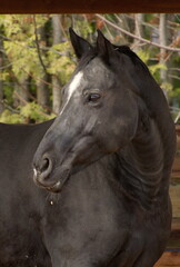 A fully grown adult horse photographed in profile with its ears pointed forward listening to its surroundings.