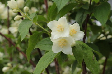 Obraz na płótnie Canvas White jasmine flowers bloom in summer in the garden after rain