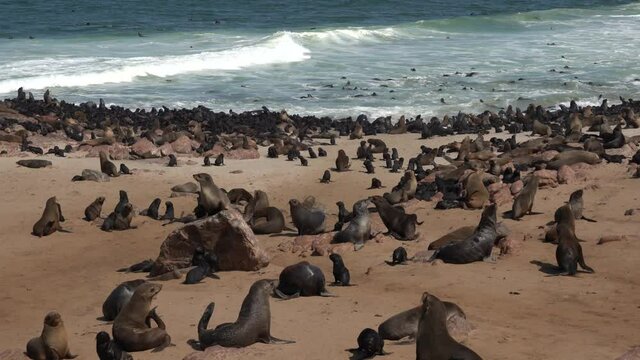 Cape Cross Seal Reserve in the South Atlantic in the Skeleton Coast, Namib desert, western Namibia. Home to one of the largest colonies of Cape fur seals in the world.