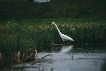 Fototapeta premium Egret alias common heron wading in pond. Ardea alba.