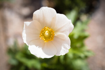Obraz na płótnie Canvas Macro white Anemone sylvestris or Snowdrop Anemone blooming in the garden