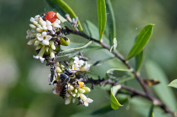 Guêpe sur une fleur