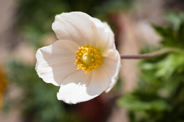 Macro white Anemone sylvestris or Snowdrop Anemone blooming in the garden