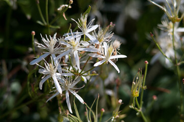 Fleur blanche dans les dunes