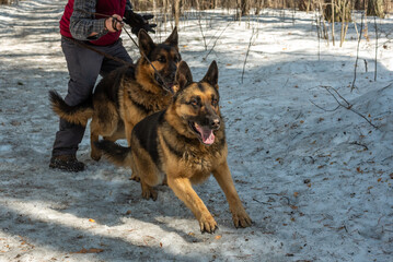 A man walks in the woods with two dogs