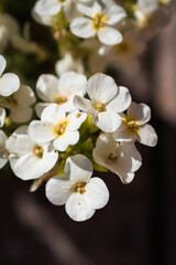 Obraz na płótnie Canvas Close up of blooming alyssum flowers in someone's balcony