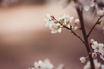 Frühlingserwachen - weiße zarte Blüten am Ast im Frühling