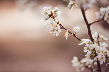 Frühlingserwachen - weiße zarte Blüten am Ast im Frühling
