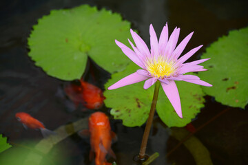 東南アジア、インドネシア、バリ島の池の濃いピンク色の満開の睡蓮の花と葉、赤い金魚、鯉。