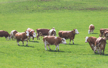 Organic farming in Austria: Cows are grazing on the meadow, spring time