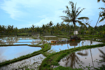 Obraz premium インドネシアのバリ島、ウブドの水田、あぜ道。ライステラス。水鏡。