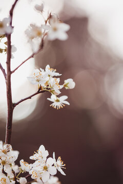Frühlingserwachen - weiße zarte Blüten am Ast im Frühling