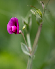 Close Up Of Flower on Gran Canaria