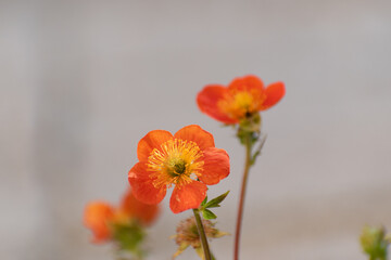 Close up of blooming scarlet avens (Geum coccineum)