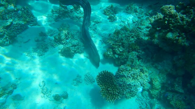 Clow motion, Giant moray (Gymnothorax javanicus) swims near coral reef. Top view